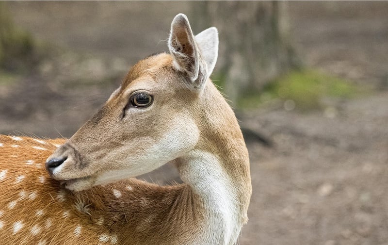 Outdoor Wedding Venue